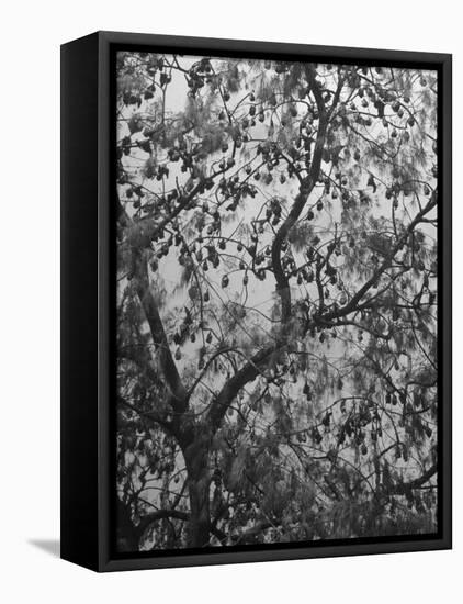 Sacred Flying Foxes, Hanging from an Ironwood Tree-Eliot Elisofon-Framed Premier Image Canvas