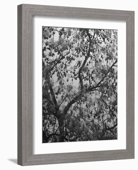 Sacred Flying Foxes, Hanging from an Ironwood Tree-Eliot Elisofon-Framed Photographic Print