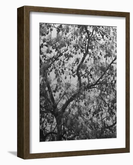 Sacred Flying Foxes, Hanging from an Ironwood Tree-Eliot Elisofon-Framed Photographic Print