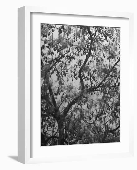 Sacred Flying Foxes, Hanging from an Ironwood Tree-Eliot Elisofon-Framed Photographic Print