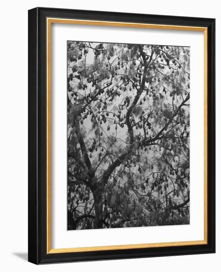 Sacred Flying Foxes, Hanging from an Ironwood Tree-Eliot Elisofon-Framed Photographic Print