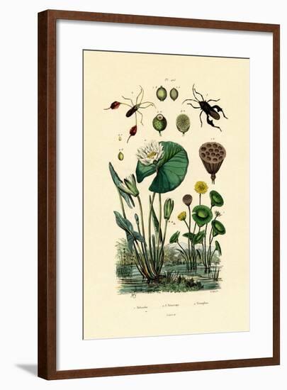 Sacred Lotus, 1833-39-null-Framed Giclee Print