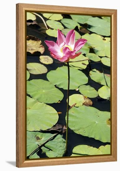 Sacred Lotus (Nelumbo Nucifera)-Georgette Douwma-Framed Premier Image Canvas