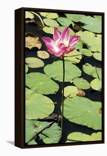 Sacred Lotus (Nelumbo Nucifera)-Georgette Douwma-Framed Premier Image Canvas