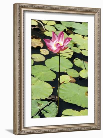 Sacred Lotus (Nelumbo Nucifera)-Georgette Douwma-Framed Photographic Print