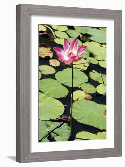 Sacred Lotus (Nelumbo Nucifera)-Georgette Douwma-Framed Photographic Print