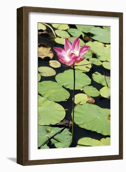 Sacred Lotus (Nelumbo Nucifera)-Georgette Douwma-Framed Photographic Print