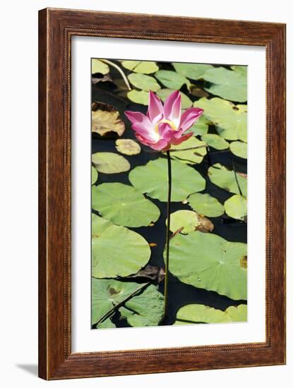 Sacred Lotus (Nelumbo Nucifera)-Georgette Douwma-Framed Photographic Print