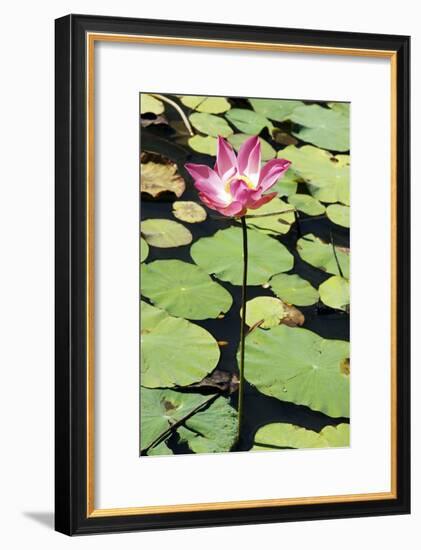 Sacred Lotus (Nelumbo Nucifera)-Georgette Douwma-Framed Photographic Print