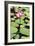 Sacred Lotus (Nelumbo Nucifera)-Georgette Douwma-Framed Photographic Print