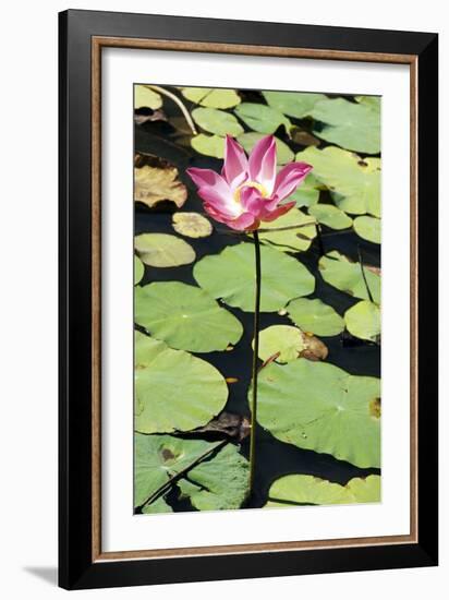 Sacred Lotus (Nelumbo Nucifera)-Georgette Douwma-Framed Photographic Print