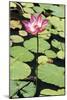 Sacred Lotus (Nelumbo Nucifera)-Georgette Douwma-Mounted Photographic Print