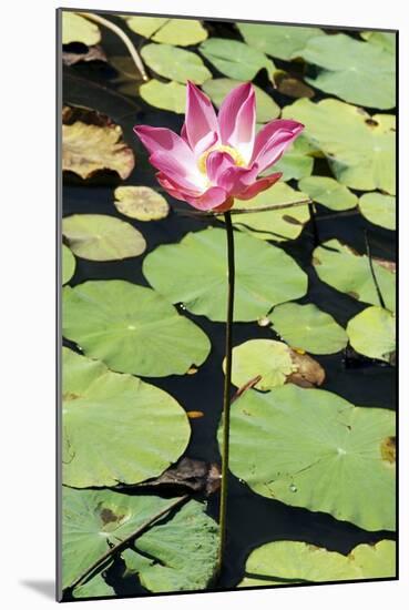 Sacred Lotus (Nelumbo Nucifera)-Georgette Douwma-Mounted Photographic Print