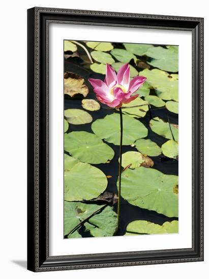 Sacred Lotus (Nelumbo Nucifera)-Georgette Douwma-Framed Photographic Print