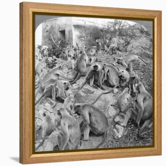 Sacred' Monkeys at Galta, Near Jeypore, India, 1904-Underwood & Underwood-Framed Premier Image Canvas