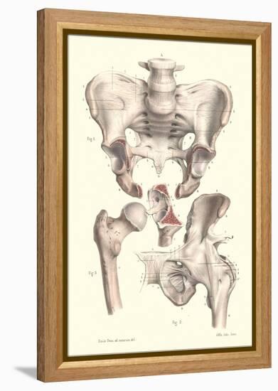 Sacroiliac Bones-null-Framed Stretched Canvas