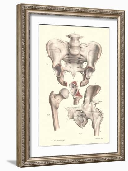 Sacroiliac Bones-null-Framed Art Print