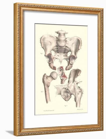 Sacroiliac Bones-null-Framed Art Print