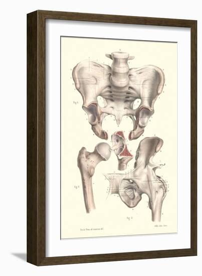 Sacroiliac Bones-null-Framed Art Print