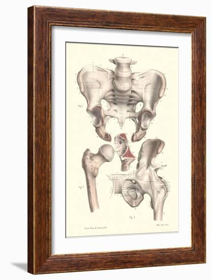 Sacroiliac Bones-null-Framed Art Print