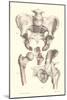 Sacroiliac Bones-null-Mounted Art Print