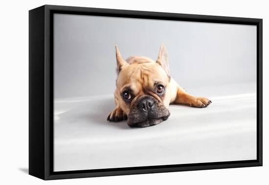 Sad Frenchie-Susan Sabo-Framed Premier Image Canvas