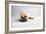 Sad Frenchie-Susan Sabo-Framed Photographic Print