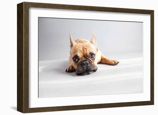 Sad Frenchie-Susan Sabo-Framed Photographic Print