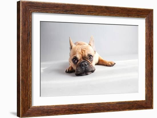 Sad Frenchie-Susan Sabo-Framed Photographic Print