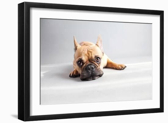 Sad Frenchie-Susan Sabo-Framed Photographic Print