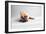 Sad Frenchie-Susan Sabo-Framed Photographic Print