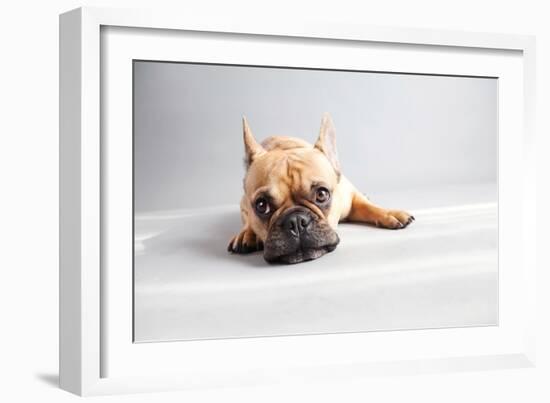 Sad Frenchie-Susan Sabo-Framed Photographic Print