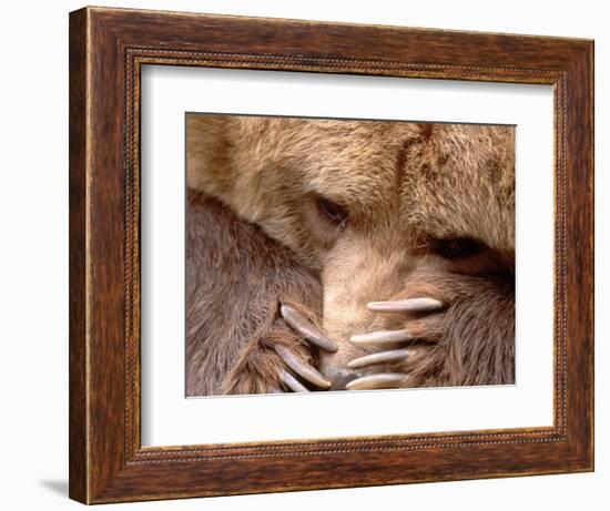 Sad Grizzly Bear-Terry Eggers-Framed Photographic Print