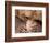 Sad Grizzly Bear-Terry Eggers-Framed Photographic Print