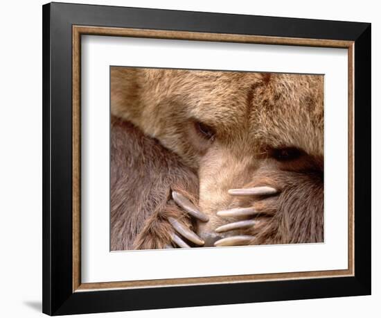 Sad Grizzly Bear-Terry Eggers-Framed Photographic Print