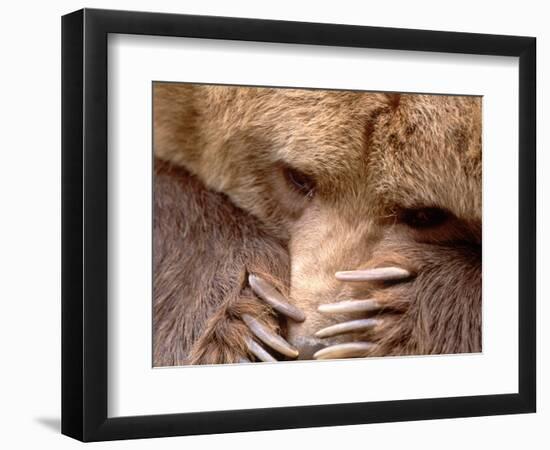 Sad Grizzly Bear-Terry Eggers-Framed Photographic Print