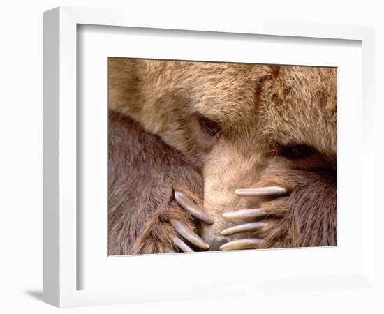 Sad Grizzly Bear-Terry Eggers-Framed Photographic Print