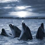 The Bottle-Nosed Dolphins In Sunset Light-sad444-Photographic Print