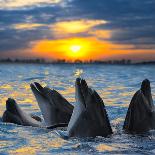 The Bottle-Nosed Dolphins in Sunset Light-sad444-Photographic Print