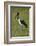 Saddle-billed Stork (Ephippiorhynchus senegalensis), Moremi Game Reserve, Botswana, Africa-David Wall-Framed Photographic Print