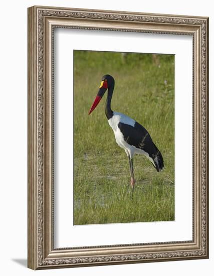 Saddle-billed Stork (Ephippiorhynchus senegalensis), Moremi Game Reserve, Botswana, Africa-David Wall-Framed Photographic Print