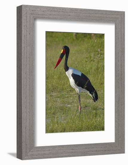 Saddle-billed Stork (Ephippiorhynchus senegalensis), Moremi Game Reserve, Botswana, Africa-David Wall-Framed Photographic Print