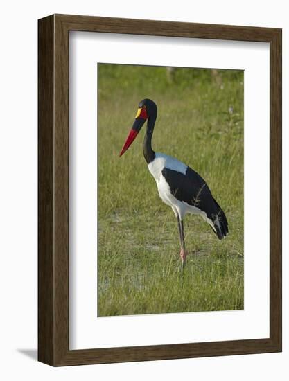 Saddle-billed Stork (Ephippiorhynchus senegalensis), Moremi Game Reserve, Botswana, Africa-David Wall-Framed Photographic Print