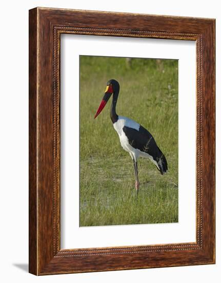 Saddle-billed Stork (Ephippiorhynchus senegalensis), Moremi Game Reserve, Botswana, Africa-David Wall-Framed Photographic Print