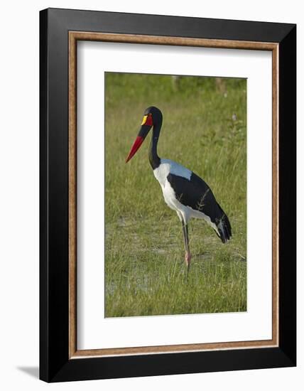 Saddle-billed Stork (Ephippiorhynchus senegalensis), Moremi Game Reserve, Botswana, Africa-David Wall-Framed Photographic Print
