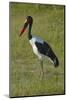Saddle-billed Stork (Ephippiorhynchus senegalensis), Moremi Game Reserve, Botswana, Africa-David Wall-Mounted Photographic Print