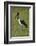 Saddle-billed Stork (Ephippiorhynchus senegalensis), Moremi Game Reserve, Botswana, Africa-David Wall-Framed Photographic Print