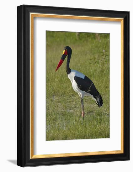 Saddle-billed Stork (Ephippiorhynchus senegalensis), Moremi Game Reserve, Botswana, Africa-David Wall-Framed Photographic Print