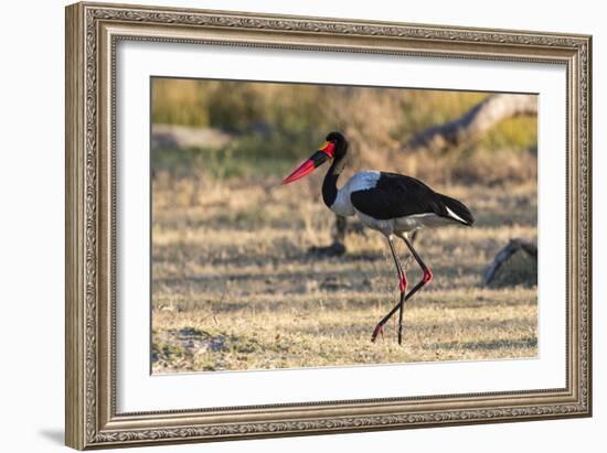 Saddle-billed stork (Ephippiorhynchus senegalensis), Moremi Game Reserve, Okavango Delta, Botswana,-Sergio Pitamitz-Framed Photographic Print
