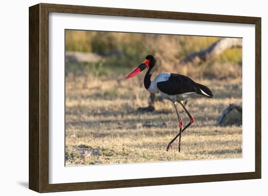 Saddle-billed stork (Ephippiorhynchus senegalensis), Moremi Game Reserve, Okavango Delta, Botswana,-Sergio Pitamitz-Framed Photographic Print